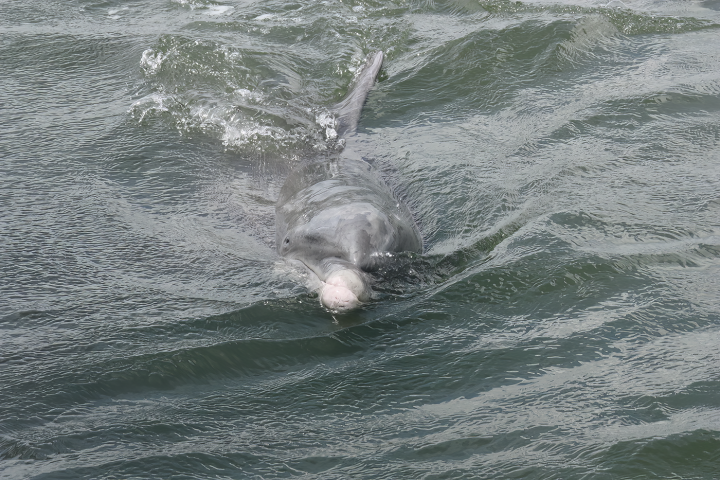 a person riding a wave on a surfboard in the water