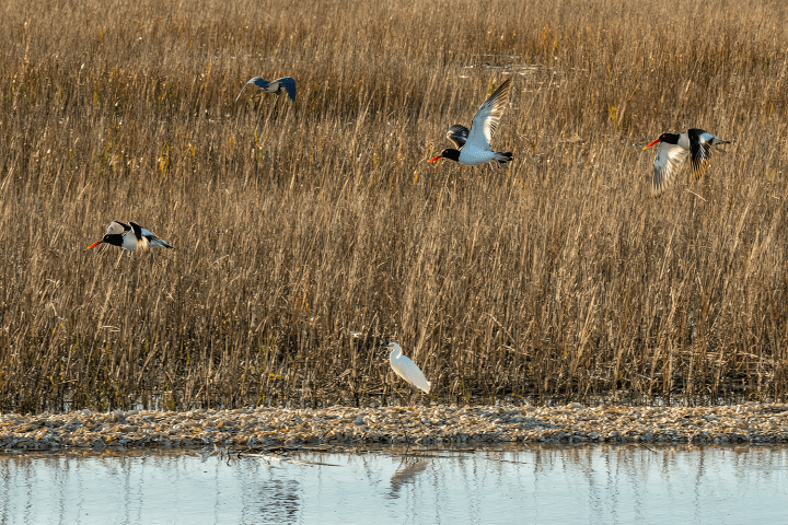 a flock of seagulls flying over a body of water